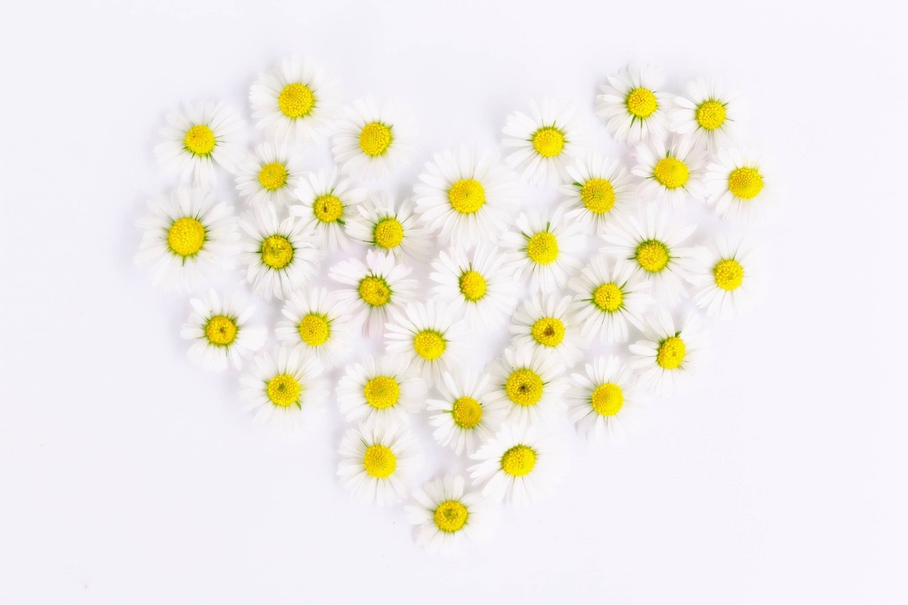 daisies, heart, daisy heart-1535532.jpg